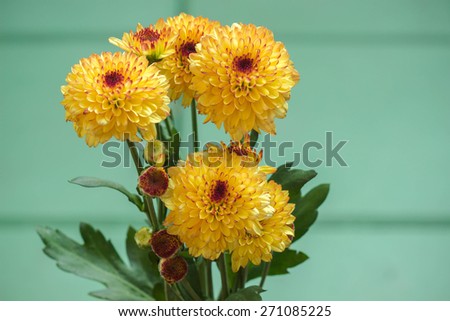 Yellow mum flowers with green background