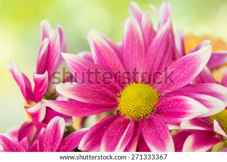 Pink mum flower