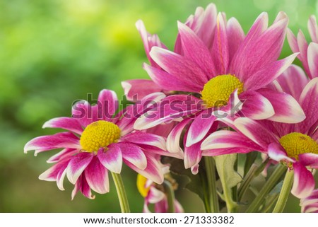 Pink mum flower
