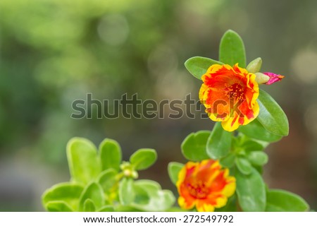 Portulaca, Moss Rose, Sun plant, Sun Rose flower