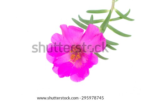 Portulaca, Moss Rose, Sun plant, Sun Rose isolated on white background