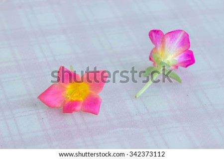 Still life of Portulaca, Moss Rose, Sun plant, Sun Rose flower on soft and vintage style