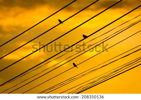 Bird silhouette on wire