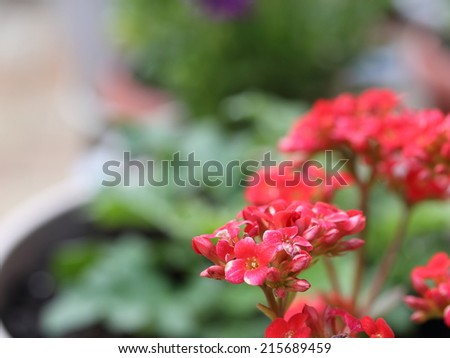 beautiful small red kalanchoe plant flower close up in the plant pot in the garden in the backyard