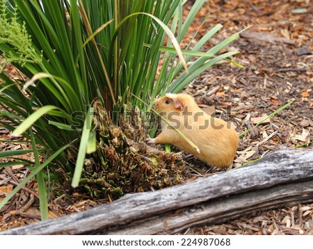 cute small yellow guinea pig is eating green plant close up at symbio wildlife park in australia