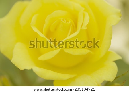soft yellow color rose background