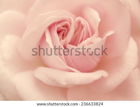 beautiful fresh rose petals texture on soft light orange color flower background