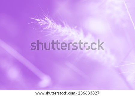 wild flower on soft light purple color for background