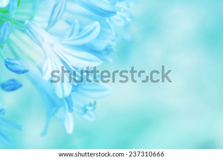 sweet blue lily of nile flower on shiny soft color for background