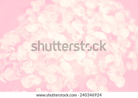 bunch of hydrangea flower on soft pink color for background