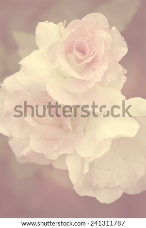 beautiful white and orange rose on soft color for background