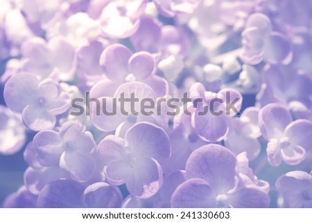 sweet purple hydrangea flower on soft color for background