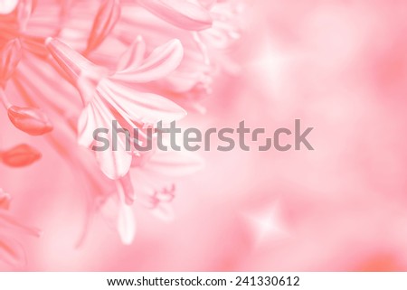 beautiful shiny pink orange color background of lily of nile flower