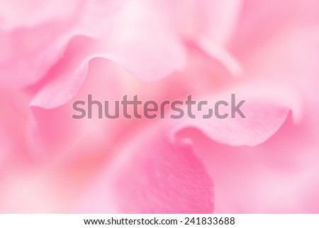 rose petals on soft light pink pastel color for background