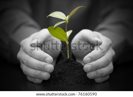 Small plant protected by hands