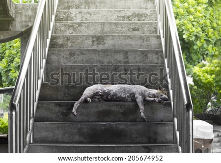 A dog sleep on the stair