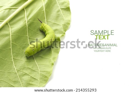 Worm walk on leaf isolated on white background with sample text