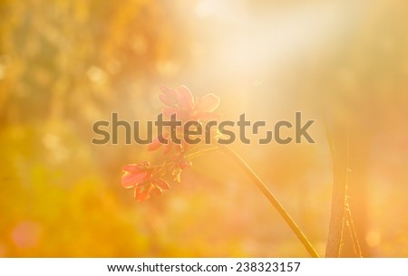 vibrant Soft focus on flower and dry-dried plants in garden, soft and blur concept