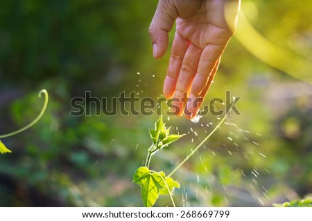 women hand watering young plants in sunshine on green background, soft focus and blur