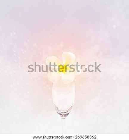 abstract soft flower in glass on sweet pink background, soft focus and blur