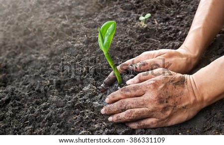Man hands planting the young tree while working in the garden, ,Ecology concept