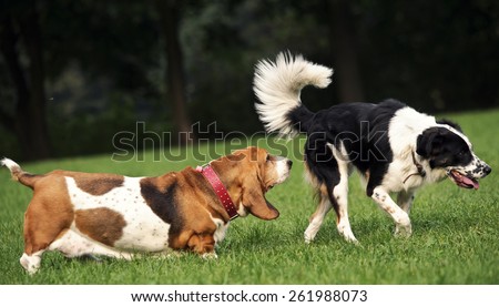 Dog smells another dogs behind