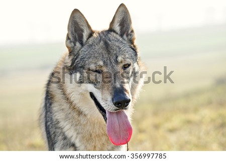 Wolf dog portrait