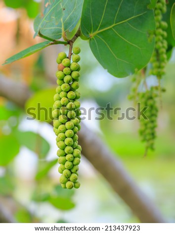 Sea grape fruit in a grape-like cluster