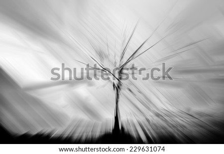 Abstract zoom motion blur background of the lone tree in black, white, and grey
