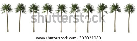 Palm Tree Isolated.