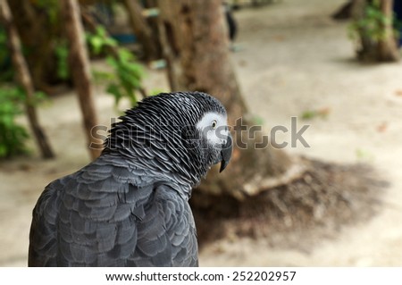 Gray parrot on the Maldives