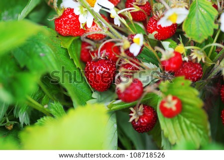 Juicy fresh bouquet of strawberries