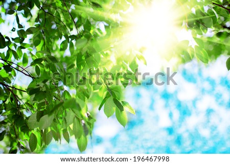 Sun and green leaves. Green leaves on a background of blue sky and sunshine. Sunrays in  green leaves of  trees.