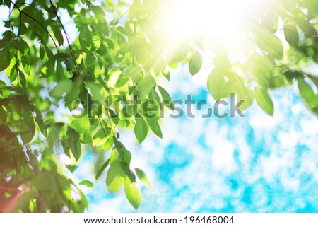 Sun and green leaves. Green leaves on a background of blue sky and sunshine. Sunrays in  green leaves of  trees.