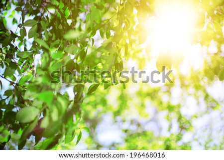 Sun and green leaves. Green leaves on a background of blue sky and sunshine. Sun rays in  green leaves of  trees.