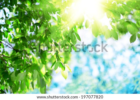 Sun and green leaves. Green leaves on a background of blue sky and sunshine. Sun rays in green leaves of trees.