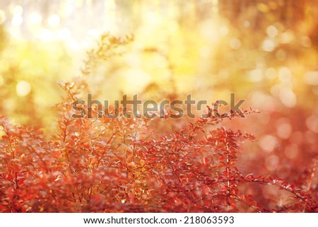 Fall, autumn, leaves background. A tree branch with autumn leaves of a maple on a blurred background. Landscape in autumn season