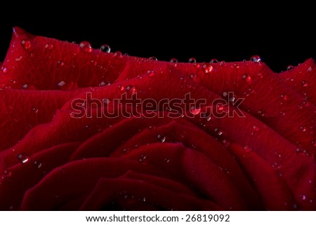 Picture of a rose in the dew drops on a black background
