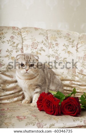 The image of a cat sitting on a beautiful vintage couch