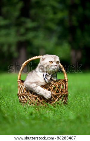 Image of cute little cat on the nature