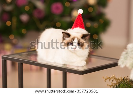 Cat. Christmas party, winter holidays cat with gift box. New year cat. christmas tree in interior background.