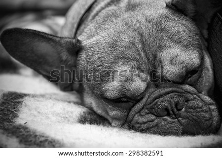 French Bulldog Sleeping on a Couch in Black and White