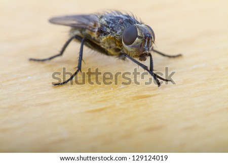 Close up of a House Fly, shallow depth of focus on compound eye