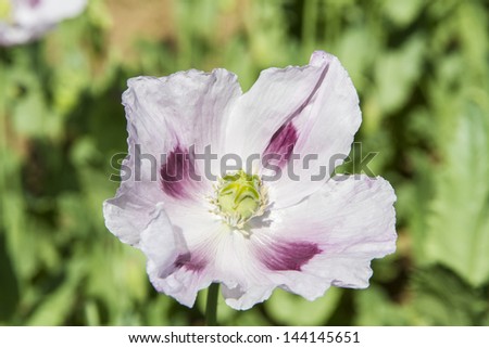 Opium poppy, Papaver somniferum grown for the production of medical opiates
