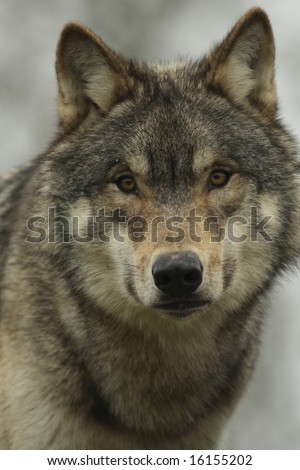North American Wolf face on