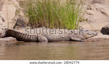 Indian Masked Crocodile basking in the sun on the riverbank