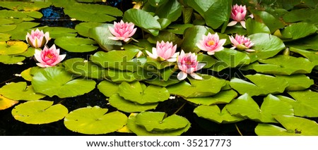 Eight pink lily flowers surrounded by lily pads