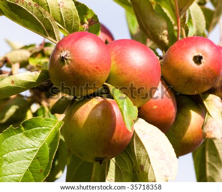 Six apples ripening on the tree in late summer