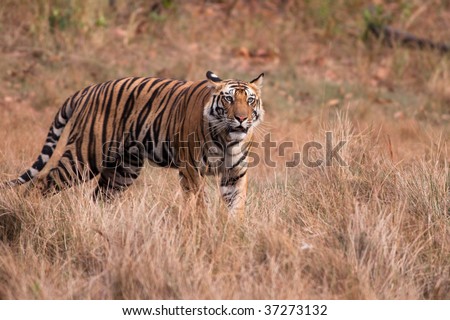 Standing male Bengal Tiger (Panthera tigra) staring into the distance