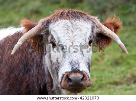 Dorset Longhorn steer, one of many variants of longhorn cattle